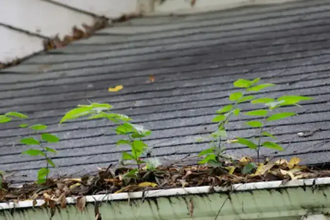 Tree Growing out of Gutter - Daytona Beach